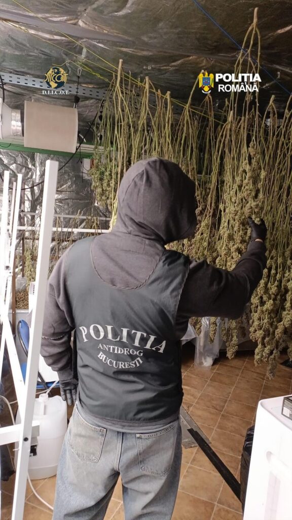 Vâlcea: Laborator clandestin de hașiș, spart de DIICOT