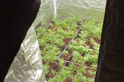 Vâlcea: Laborator clandestin de hașiș, spart de DIICOT