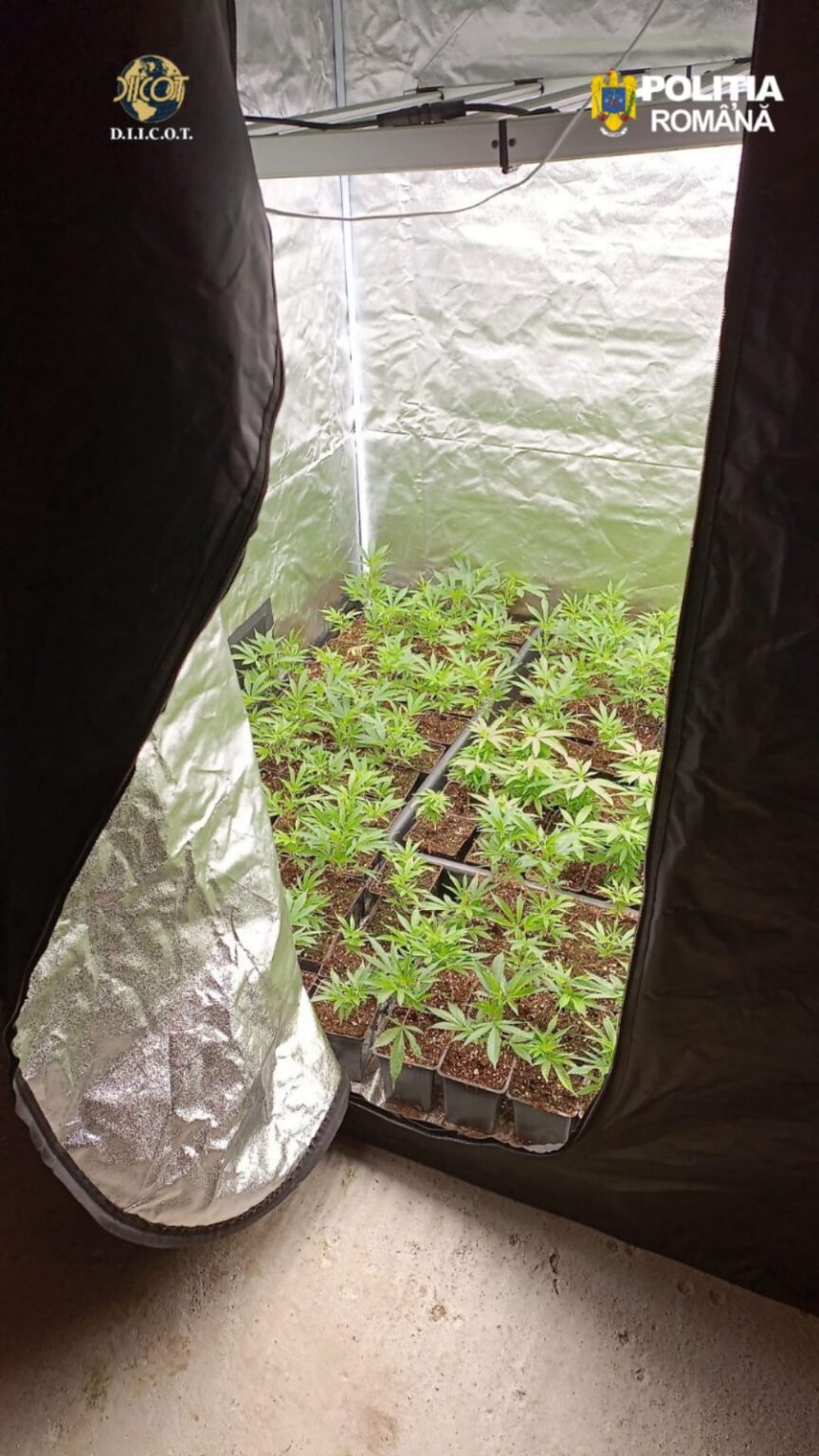 Vâlcea: Laborator clandestin de hașiș, spart de DIICOT