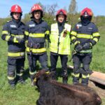 ISU Vâlcea: Vițel salvat dintr-un puț de 5 metri adâncime