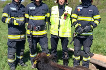 ISU Vâlcea: Vițel salvat dintr-un puț de 5 metri adâncime