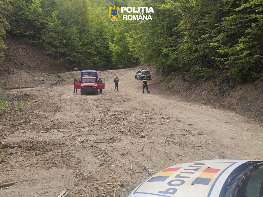 Furt de lemn în Polovragi: doi localnici prinși în flagrant
