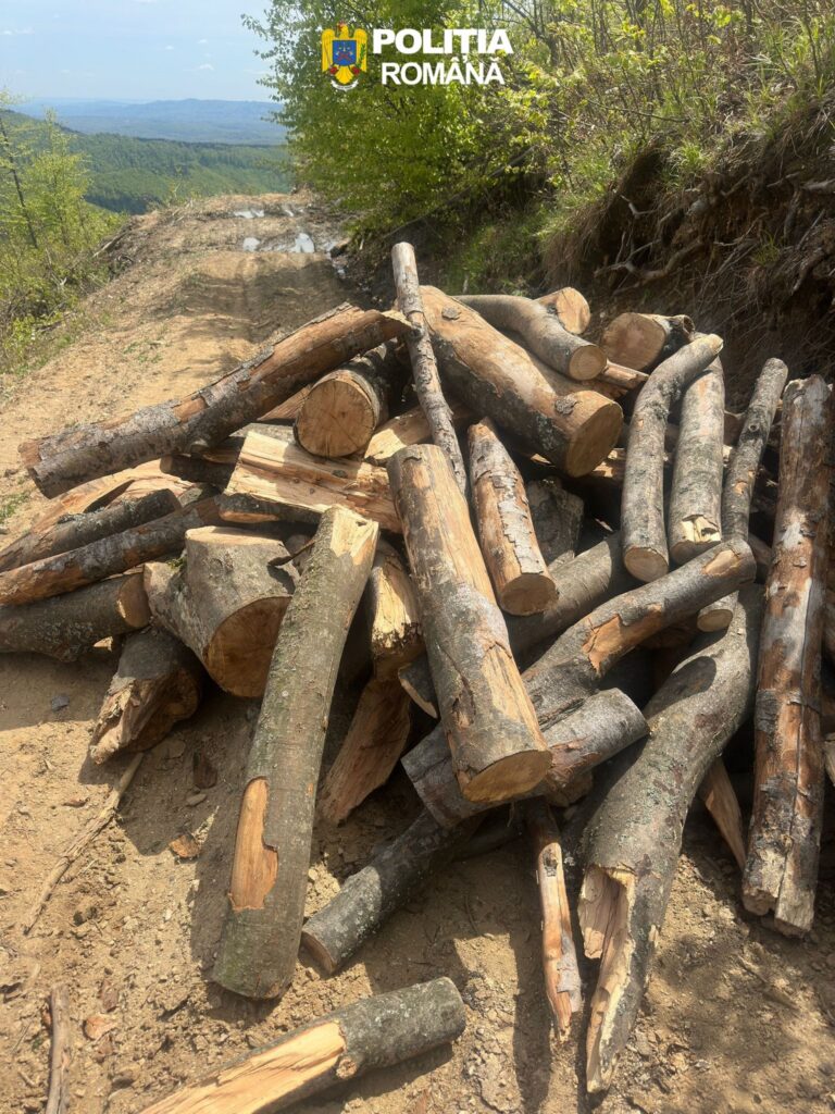 Pile of cut logs on a dirt road with a forested hillside in the background; Romanian police watermark at the top center.