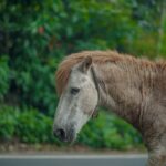 Side view of a brown horse with a gray face walking along a road, lush green foliage in the background.