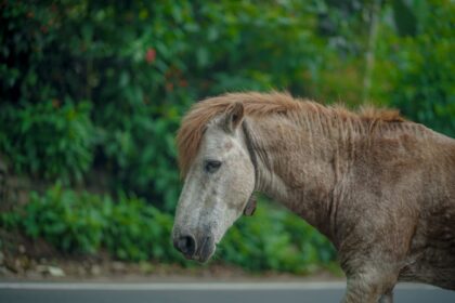 Side view of a brown horse with a gray face walking along a road, lush green foliage in the background.