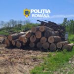 Stack of cut logs piled on a dirt lot under a blue sky, with POLITIA ROMANA watermark overhead.