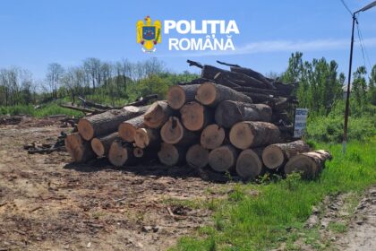 Stack of cut logs piled on a dirt lot under a blue sky, with POLITIA ROMANA watermark overhead.