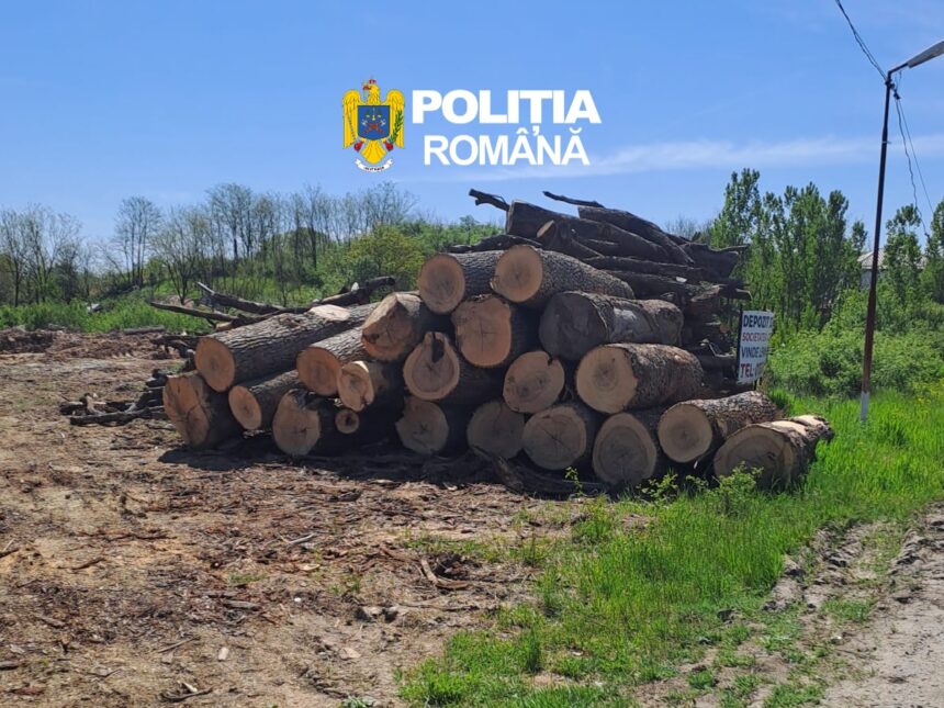 Stack of cut logs piled on a dirt lot under a blue sky, with POLITIA ROMANA watermark overhead.