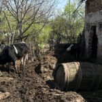 Cow walking through a muddy rural yard beside a dilapidated brick building and a wooden barrel.