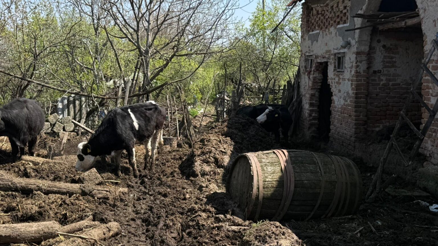 vl WhatsApp Image 2026-04-16 at 152906 - Jurnalul Olteniei – Știri din Craiova și Oltenia Cow walking through a muddy rural yard beside a dilapidated brick building and a wooden barrel.