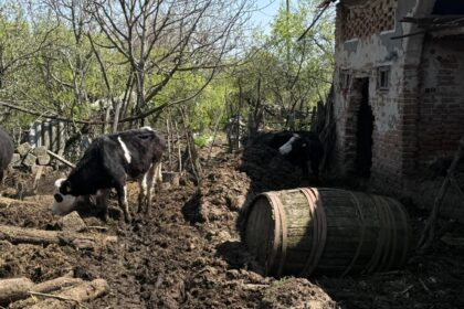 Cow walking through a muddy rural yard beside a dilapidated brick building and a wooden barrel.