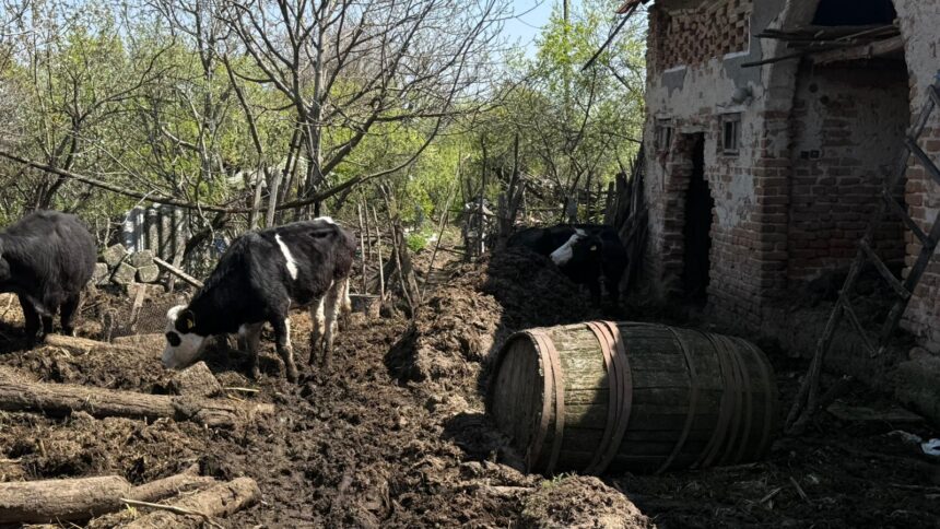 Cow walking through a muddy rural yard beside a dilapidated brick building and a wooden barrel.