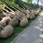 Târgu Jiu transformă Parcul Central cu mii de arbori