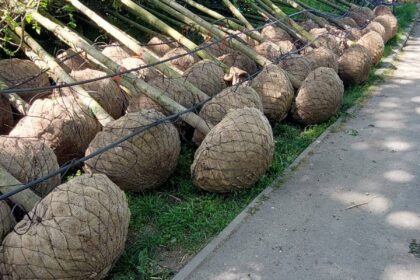 Târgu Jiu transformă Parcul Central cu mii de arbori