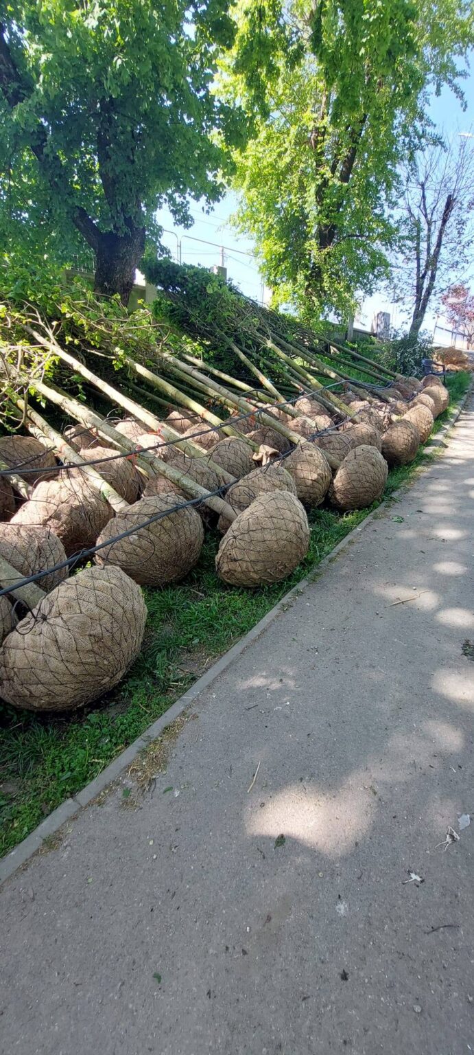 Târgu Jiu transformă Parcul Central cu mii de arbori