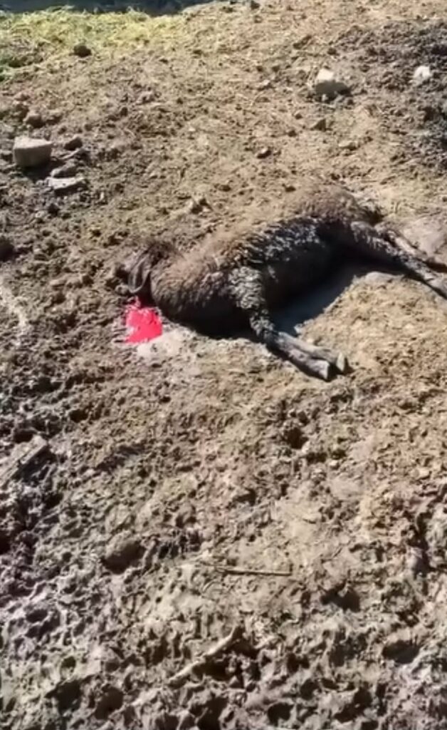 Animal carcass lying on dirt ground with a red tag near its leg, outdoors in a barren area.