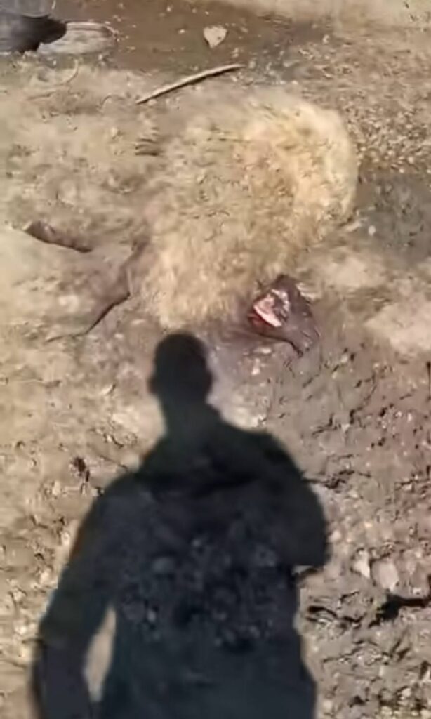A dead animal lying on a dusty ground with a shadow of a person in the foreground.