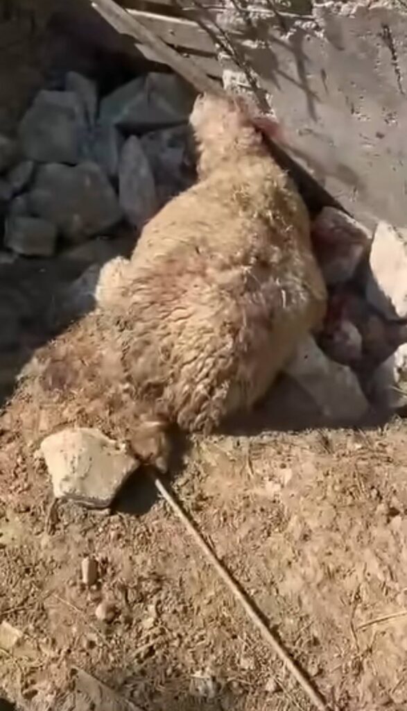 Shaggy light-brown animal lying on rocky ground beside a stone wall.