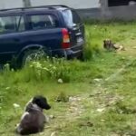 Dark-coated dog sits in the foreground while two light-colored dogs rest near a blue car on a grassy, unpaved lot.