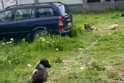 Dark-coated dog sits in the foreground while two light-colored dogs rest near a blue car on a grassy, unpaved lot.