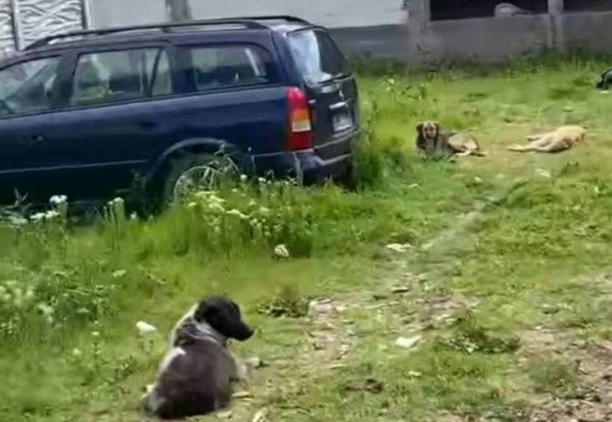 Dark-coated dog sits in the foreground while two light-colored dogs rest near a blue car on a grassy, unpaved lot.