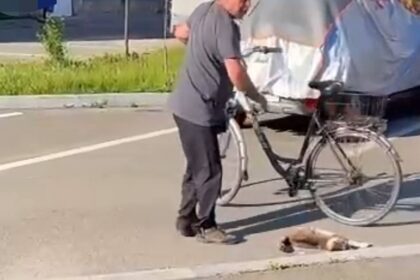 Bărbat reținut după ce a ucis cu brutalitate o pisică