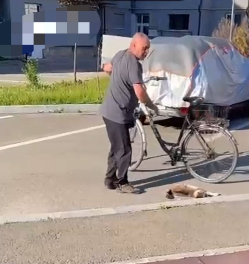 Bărbat reținut după ce a ucis cu brutalitate o pisică