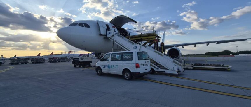 ANSVSA: România exportă ovine în Algeria cu avioane