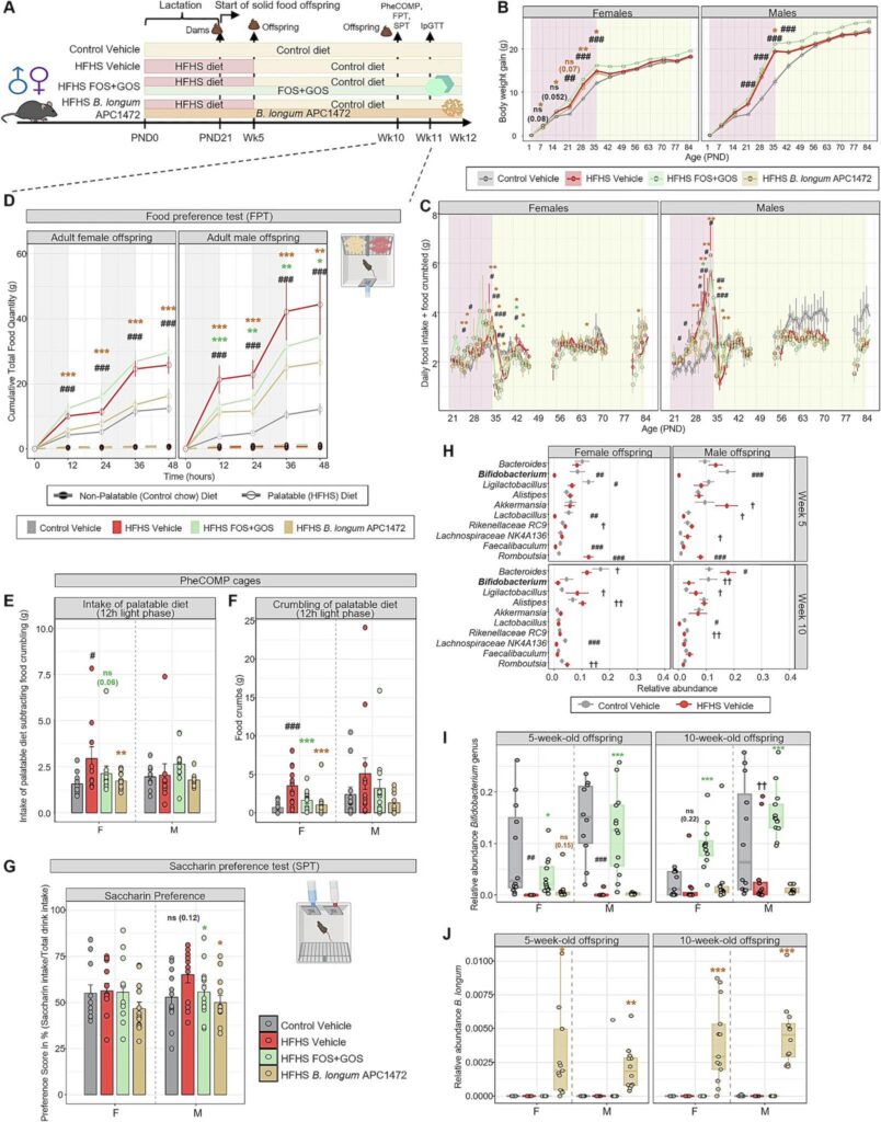 Composite multi-panel figure of a rat HFHS diet study: (A) experimental timeline and group design (control, HFHS, HFHS+GOS, B. longum APC1472) with dams/offspring; (B–C) body weight gain and daily food intake by age and sex; (D) food preference tests in adult female/male offspring; (E–F) palatable diet intake and crumbling tests; (G) saccharin preference test; (H) bacterial taxa abundance plots; (I–J) additional microbiome and offspring-related measures across ages.