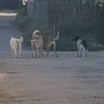 Several stray dogs stand and sit on a dusty road, tail-wagging, near a brick wall and parked area.