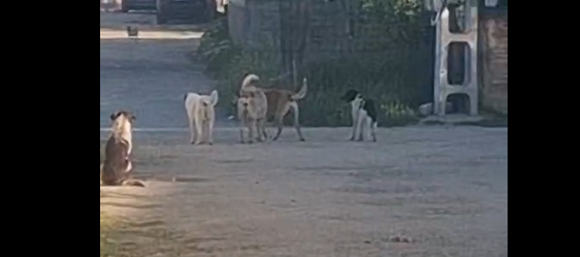 Several stray dogs stand and sit on a dusty road, tail-wagging, near a brick wall and parked area.