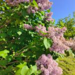 Sărbătoare în inima naturii: Festivalul Liliacului, în Ponoarele