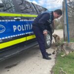 Police officer in uniform beside a blue and yellow patrol car, with two dogs nearby at a gate. Manage dogs at scene.