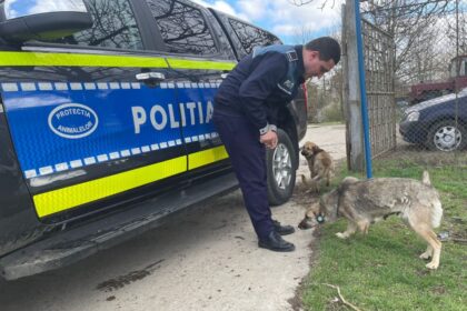Police officer in uniform beside a blue and yellow patrol car, with two dogs nearby at a gate. Manage dogs at scene.