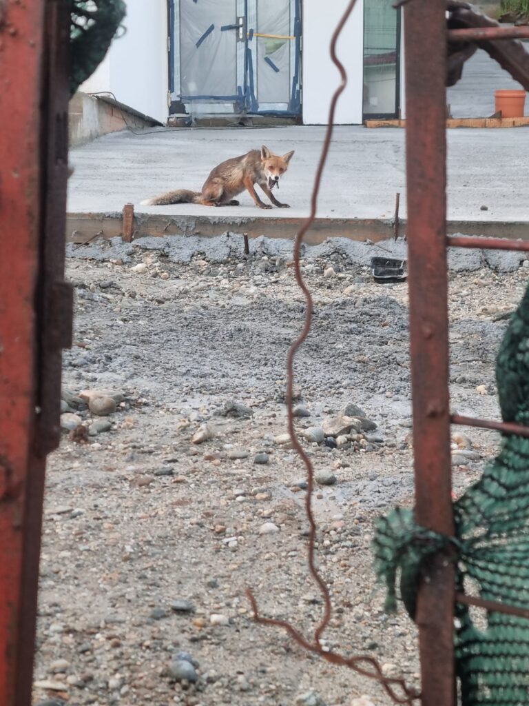 Fox standing on a gravel surface behind a rusted fence, with a bone in its mouth at a construction site.
