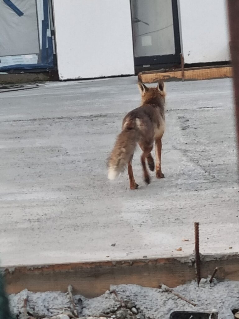 Small brown dog standing on a snowy concrete surface, facing away toward a white wall and glass doors.
