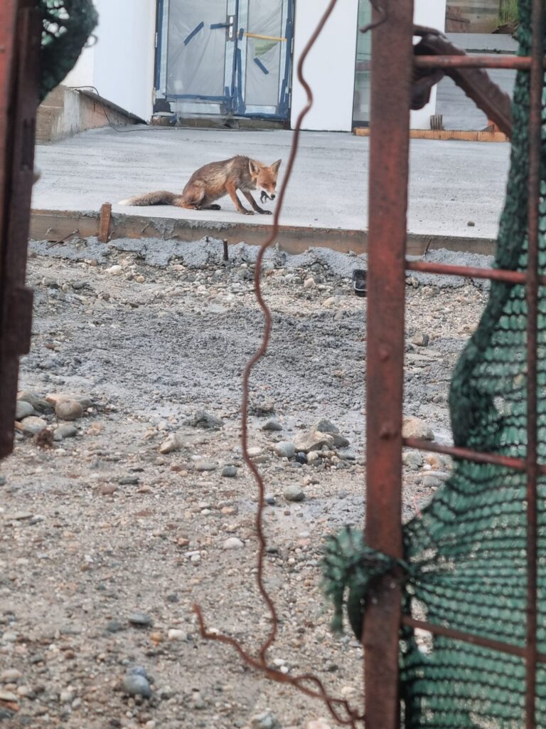 Fox on a gravel surface near a construction area, looking down at the ground with a fence and building in the background.