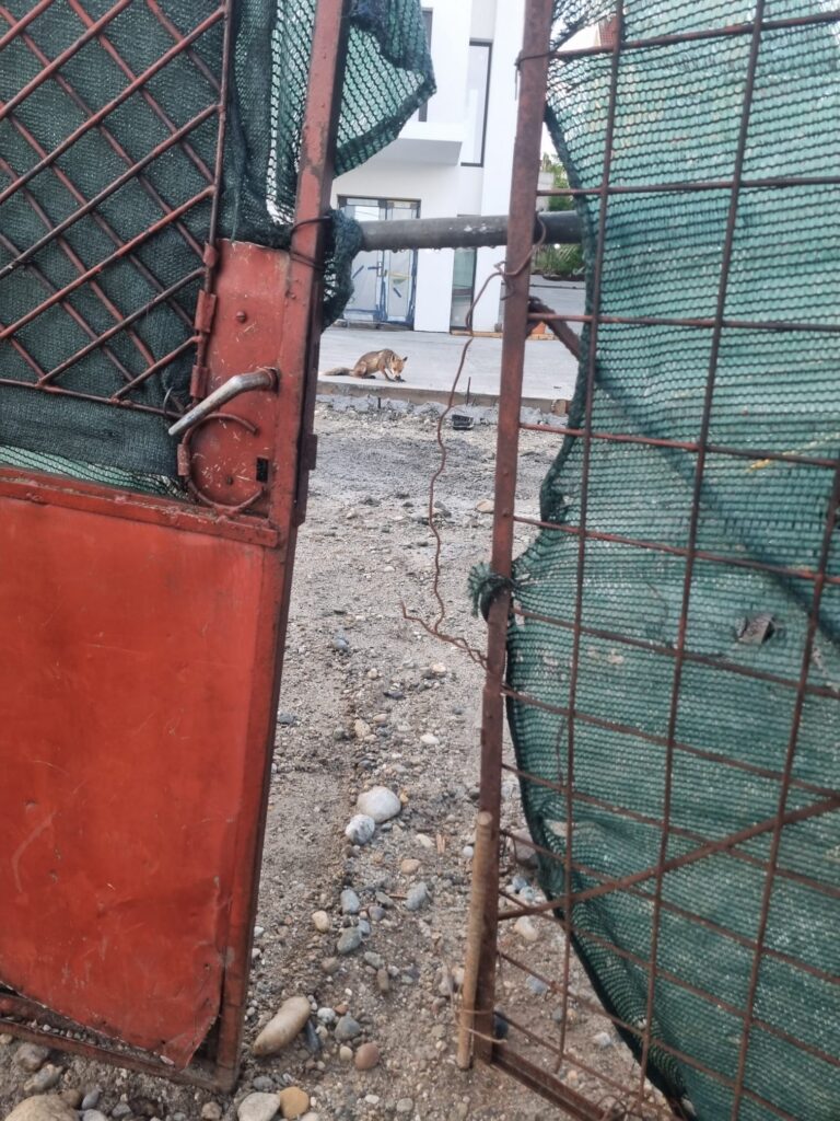 Rusty metal gate with green mesh fencing; a fox walking on gravel near a construction site.