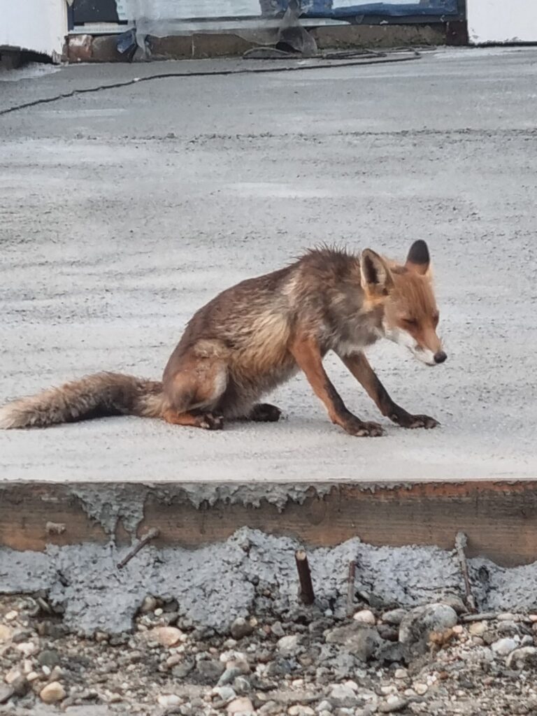 Young coyote sitting on a rough concrete surface with rubble and a damaged wall behind.