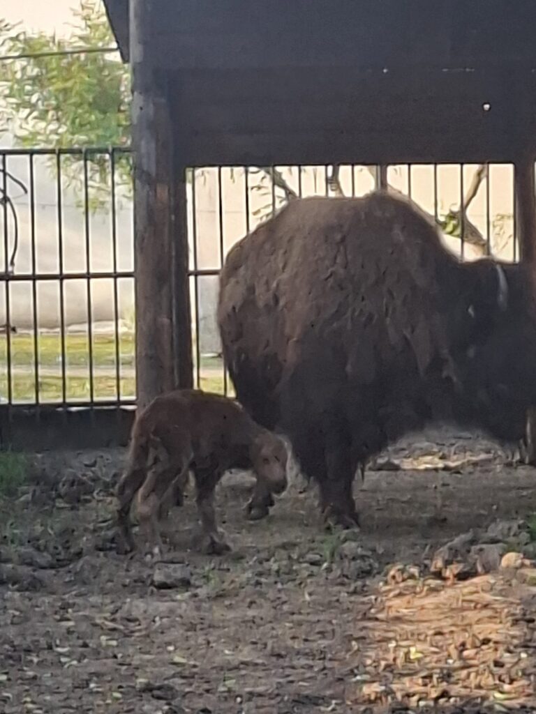Olguța Vasilescu: Două noi mici vedete la Zoo Craiova - Jurnalul Olteniei – Știri din Craiova și Oltenia Olguța Vasilescu: Două noi mici vedete la Zoo Craiova