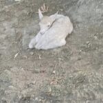 A pale brown and white baby goat resting on dirt with its head tucked near its body.