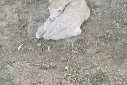 A pale brown and white baby goat resting on dirt with its head tucked near its body.