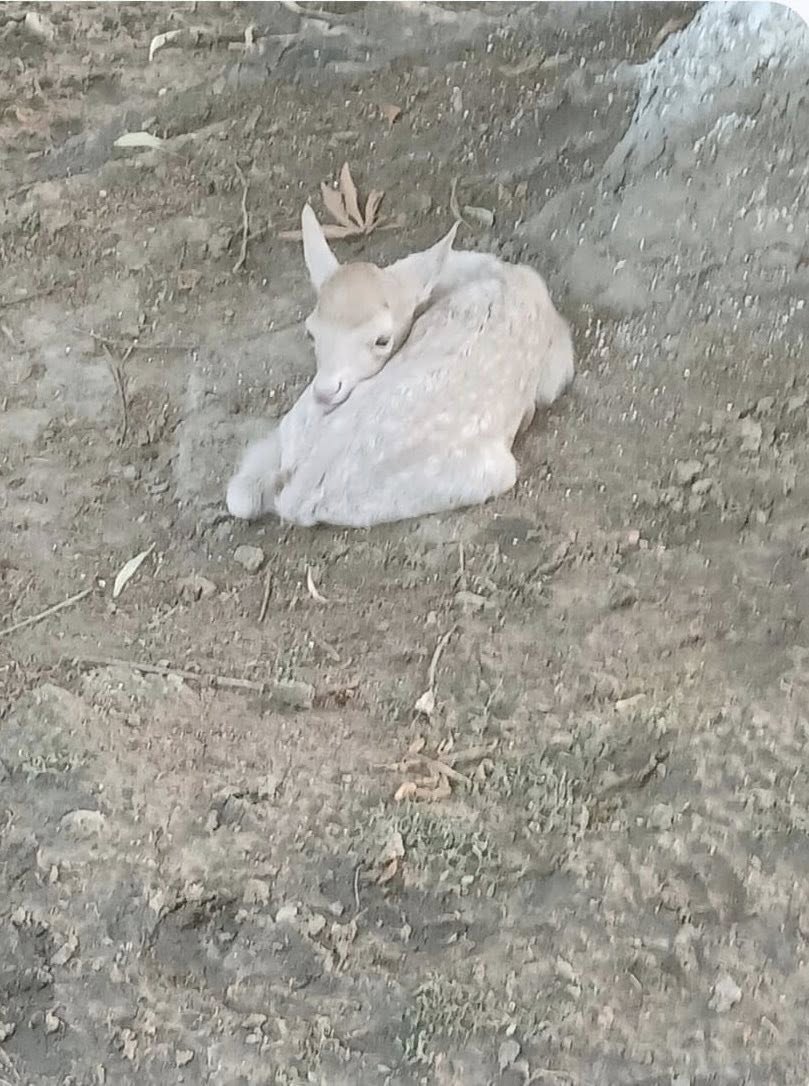 A pale brown and white baby goat resting on dirt with its head tucked near its body.