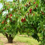 Cherry trees in an orchard with ripe red cherries among green leaves, under a clear sky