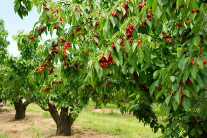 Cherry trees in an orchard with ripe red cherries among green leaves, under a clear sky