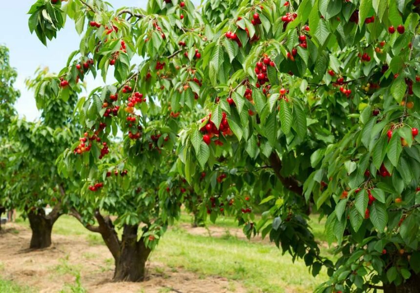 Cherry trees in an orchard with ripe red cherries among green leaves, under a clear sky