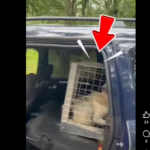 Dog in a metal crate seated in the back of a blue SUV, outdoors visible beyond the vehicle window.