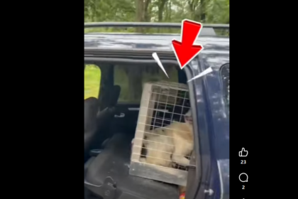 Dog in a metal crate seated in the back of a blue SUV, outdoors visible beyond the vehicle window.