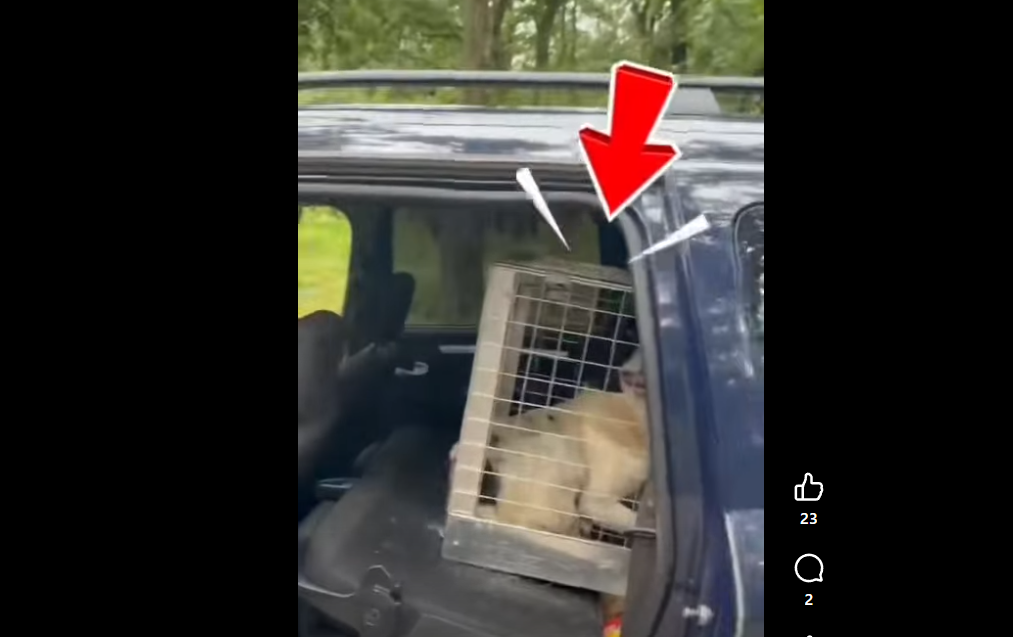 Screenshot 2026-06-12 181343 - Jurnalul Olteniei – Știri din Craiova și Oltenia Dog in a metal crate seated in the back of a blue SUV, outdoors visible beyond the vehicle window.