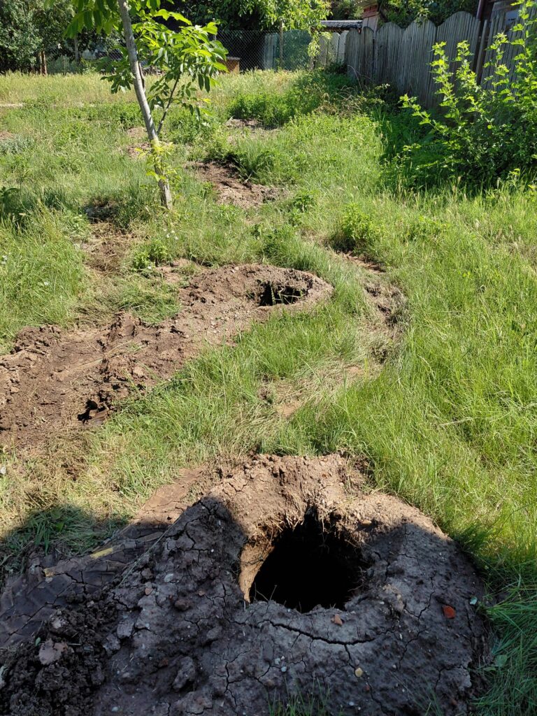 A backyard scene with several large holes and cracked mud in a grassy area, near a young tree and a wooden fence in the background.